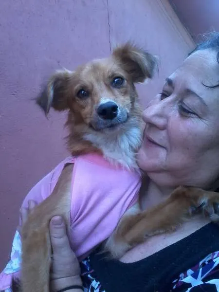Cachorro ra a SRD idade 1 ano nome Ritinha