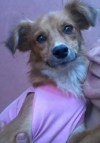 Cachorro ra a SRD idade 1 ano nome Ritinha