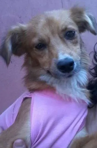 Cachorro ra a SRD idade 1 ano nome Ritinha