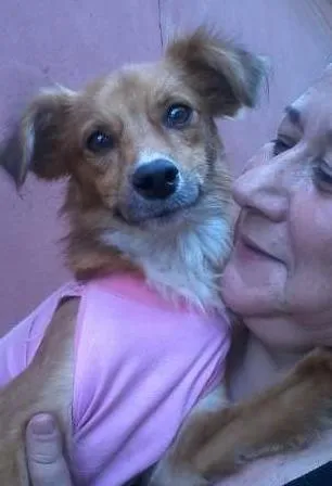 Cachorro ra a SRD idade 1 ano nome Ritinha