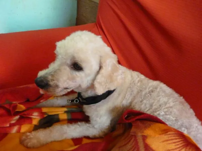 Cachorro ra a Poodle idade  nome -