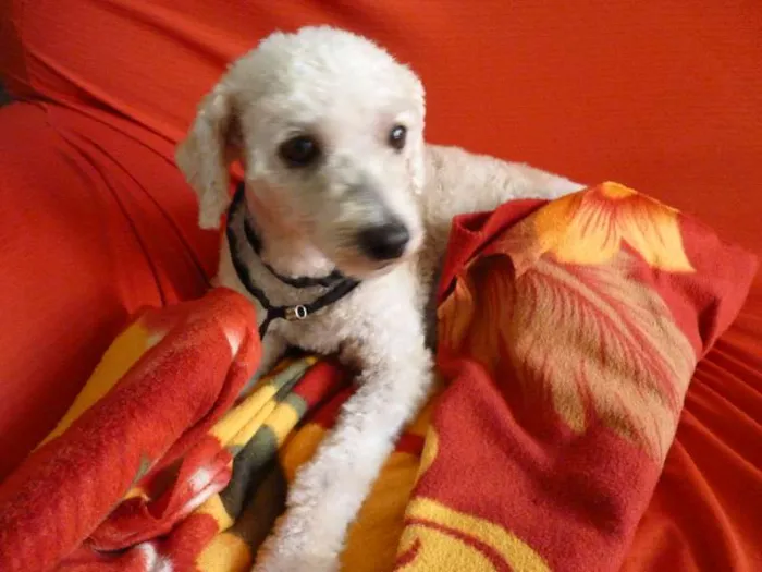 Cachorro ra a Poodle idade  nome -