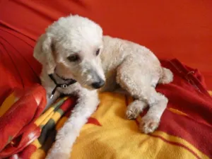 Cachorro raça Poodle idade  nome -
