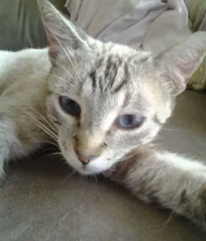 Gato raça SRD idade 2 anos nome Clotilde