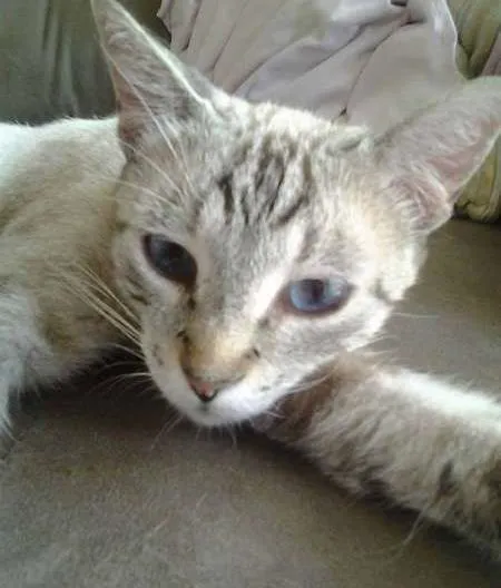 Gato ra a SRD idade 2 anos nome Clotilde