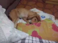Caramelo