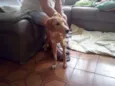 Caramelo