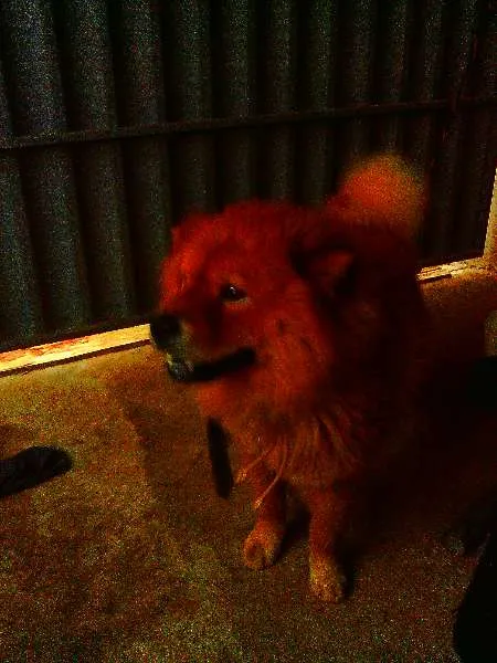 Cachorro ra a Chow Chow idade 2 a 6 meses nome Shaiman