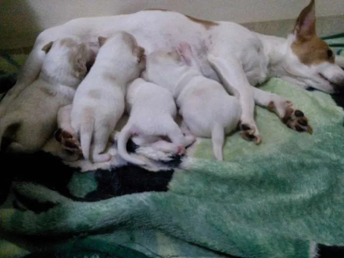 Cachorro ra a SRD idade Abaixo de 2 meses nome Filhotes