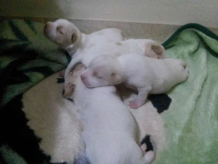 Cachorro ra a SRD idade Abaixo de 2 meses nome Filhotes