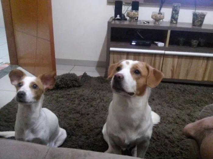 Cachorro ra a SRD idade Abaixo de 2 meses nome Filhotes