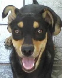 Cachorro raça  idade 7 a 11 meses nome nina