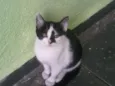 nene