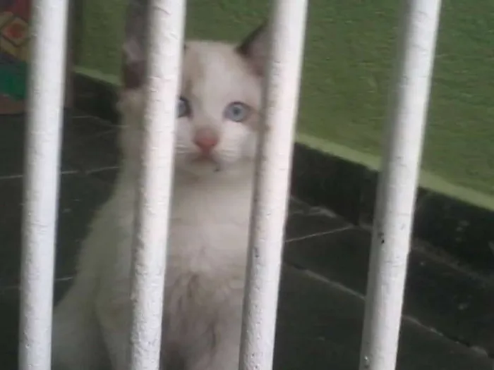 Gato ra a SRD idade 2 a 6 meses nome nene