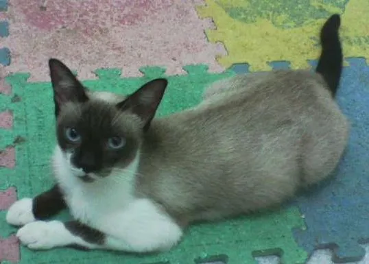 Gato ra a srd-siames idade 7 a 11 meses nome Mia