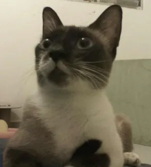 Gato raça srd-siames idade 7 a 11 meses nome Mia