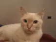 Gatita