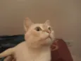 Gatita