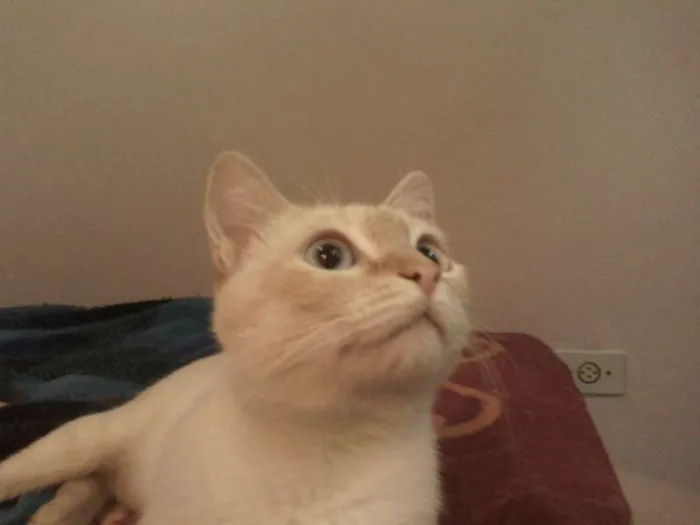 Gato ra a SRD idade 7 a 11 meses nome Gatita