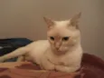 Gatita