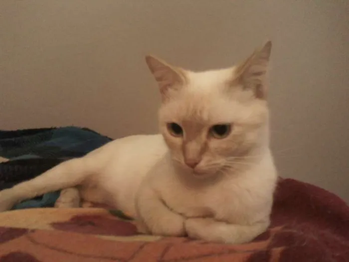 Gato ra a SRD idade 7 a 11 meses nome Gatita