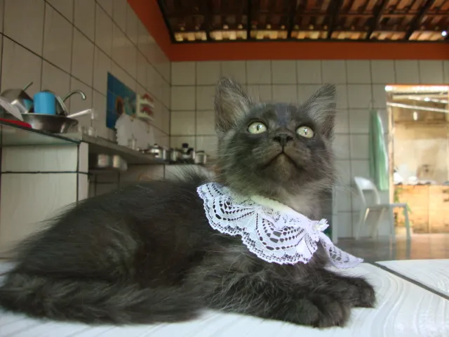 Gato raça  idade 2 a 6 meses nome juli