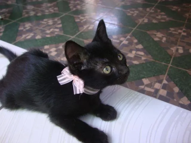 Gato raça  idade 2 a 6 meses nome melissa