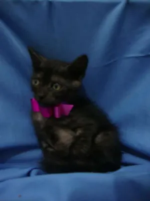 Gato raça  idade 2 a 6 meses nome débora
