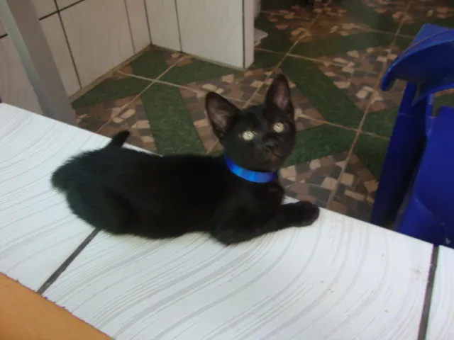 Gato raça  idade 2 a 6 meses nome sansão