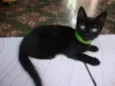 nilo
