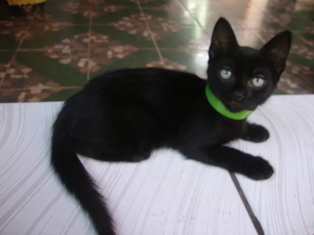 Gato raça  idade 2 a 6 meses nome nilo