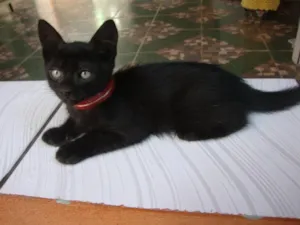 Gato raça  idade 2 a 6 meses nome pretinho