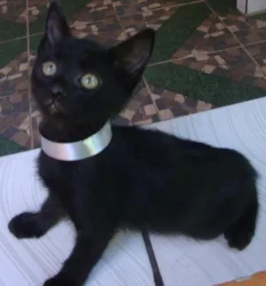 Gato raça  idade 2 a 6 meses nome ébano