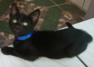 Gato raça  idade 2 a 6 meses nome sansão