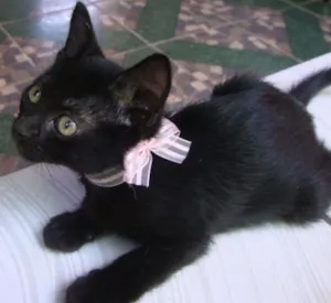 Gato raça  idade 2 a 6 meses nome melissa