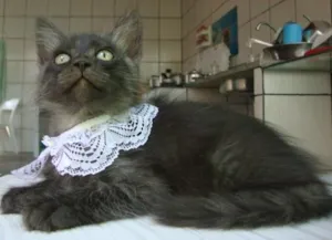 Gato raça  idade 2 a 6 meses nome juli