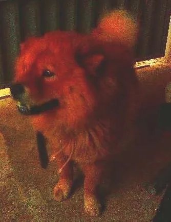 Cachorro ra a Chow Chow idade 2 a 6 meses nome Shaiman