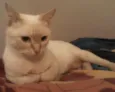 Gatita