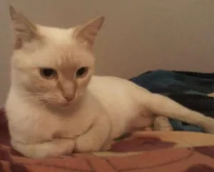 Gato raça SRD idade 7 a 11 meses nome Gatita