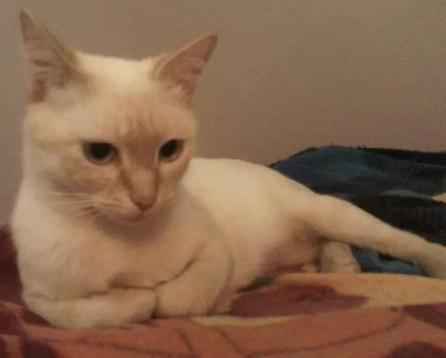 Gato ra a SRD idade 7 a 11 meses nome Gatita