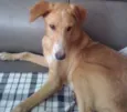 Caramelo