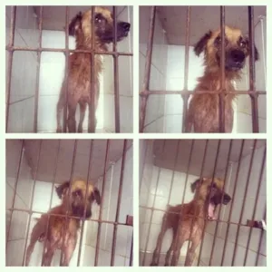 Cachorro raça Sem raça  idade 3 anos nome Felix