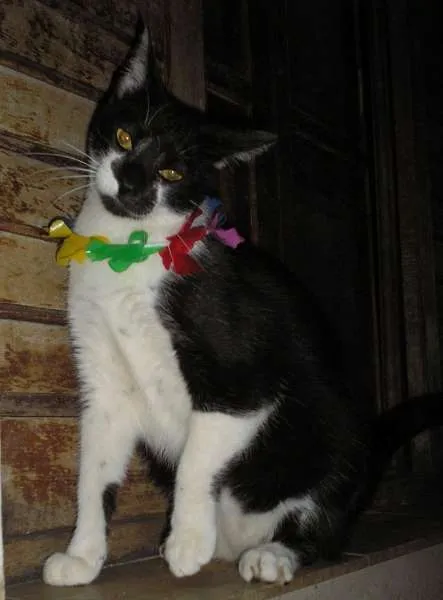 Gato ra a SRD idade 7 a 11 meses nome Mailo