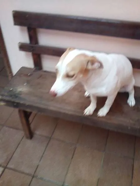 Cachorro ra a SRD idade 1 ano nome LOLA