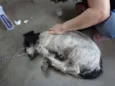 Pulga