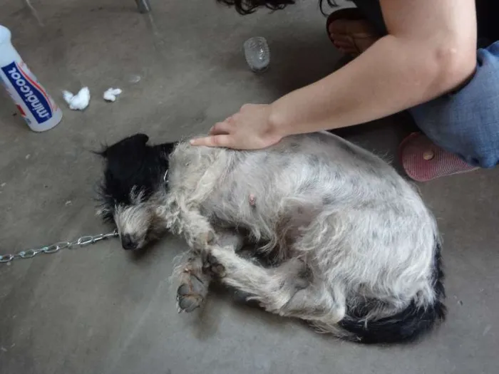 Cachorro raça viralata idade 2 anos nome Pulga