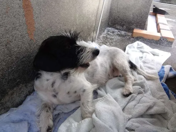 Cachorro raça viralata idade 2 anos nome Pulga