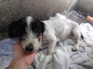 Cachorro raça viralata idade 2 anos nome Pulga