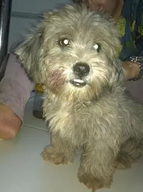 Cachorro ra a SRD idade  nome indefinido