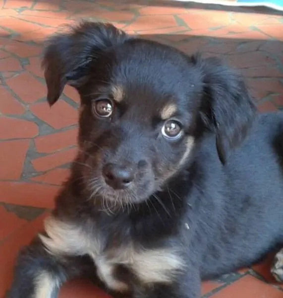 Cachorro ra a SRD idade 2 a 6 meses nome Sem nome